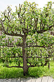 Pear tree in cordon form, Sarthe, France