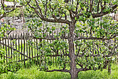 Pear tree in cordon form, Sarthe, France
