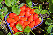 Gariguette strawberries from Brittany, France