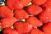 Gariguette strawberries from Brittany, France