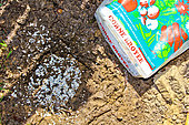 Crushed horn at the bottom of a hole before planting, Sarthe, France