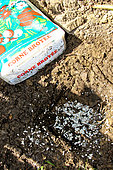 Crushed horn at the bottom of a hole before planting, Sarthe, France