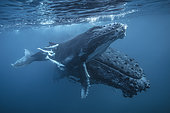 Female humpback whale (Megaptera novaeangliae) and calf in the calm, protective waters of the Mayotte lagoon.
