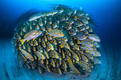 Banc de gaterins et diagrammes (Plectorhynchus), Cap Kri, Raja Ampat, Indonésie