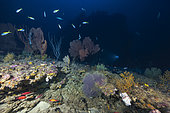 Mesophotic coral population of Mayotte. Corcoma: Conservation des Récifs Coralliens de Mayotte, Deep Blue Exploration