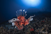 Red lionfish (Pterois volitans) at a depth of 35 meters near the passe bateau in southern Mayotte.