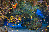 The interior of a hollow coral potato at a depth of 35 meters, a fine illustration of the biodiversity that these structures, fundamental to coral ecosystems, can host. Passe Bouéni, Mayotte