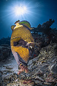 Titan triggerfish (Balistoides viridescens) foraging for dead coral, Mayotte