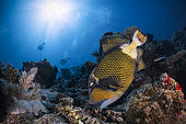 Titan triggerfish (Balistoides viridescens) foraging for dead coral, Passe bouéni, south of Mayotte island.