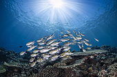 School of big-eyed snapper (Lutjanus lutjanus) in the sunshine of Mayotte lagoon. Bouenie's pass.