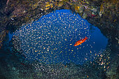 Scene of reef life in a small cavity 18 meters down on the wall of the north boat pass. A bright red coral hind (Cephalopholis miniata), contrasting with the surrounding blue, swims through a school of glass fish. Mayotte