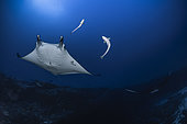Reef manta ray (Mobula alfredi), two rays accompanied by their remora swimming in the superficial part of the mesophotic zone. Mayotte