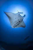 Reef manta ray (Mobula alfredi) appearing to fly in the deep blue of Mayotte's lagoon.