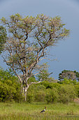 Leadwood tree (Combretum imberbe) and Saddle-billed Stork (Ephippiorhynchus senegalensis). Okavango Delta. Botswana