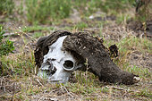 African buffalo or Cape buffalo (Syncerus caffer) skull lying in the veld. Okavango Delta. Botswana