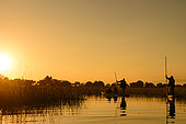Two Makoros (also spelt mekoro, mokoro) with tourists gliding along one of the channels in the Okavango Delta at sunset. Botswana.