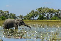 African bush elephant (Loxodonta africana) feeding amongst blue water lilies (Nymphaea nouchali in the waters of the Okavango Delta. Botswana.