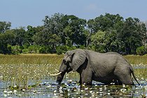 African bush elephant (Loxodonta africana) feeding amongst blue water lilies (Nymphaea nouchali in the waters of the Okavango Delta. Botswana.