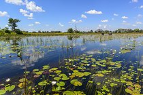African bush elephant (Loxodonta africana) feeding amongst blue water lilies (Nymphaea nouchali in the waters of the Okavango Delta. Botswana.