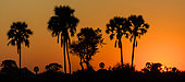 Real fan palm or Makalani palm (Hyphaene petersiana) silhouetted against a blazing sunset sky. Okavango Delta. Botswana.