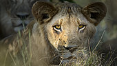 Lion (Panthera leo)in the Okavango Delta. Botswana.