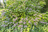 Hydrangea macrophylla 'Blaumeise', in bloom
