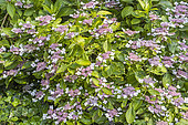 Hydrangea macrophylla 'Blaumeise', in bloom
