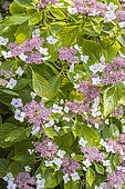 Hydrangea macrophylla 'Blaumeise', in bloom