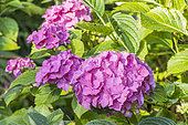 Hydrangea macrophylla 'Lavbla', flowers