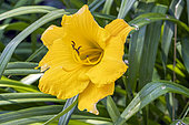 Hemerocallis 'Suns Eyes', Hybridizer : Kirchhoff 1978, flower