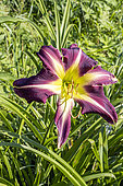 Hemerocallis 'Peacock Maiden', Hybridizer : Carpenter 1982, flower