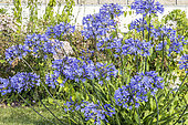 Agapanthus 'Blue Giant', in bloom