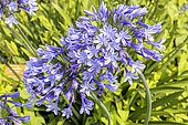 Agapanthus 'Blue Giant', flowers