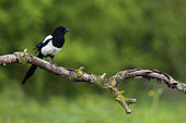 Eurasian magpie (Pica pica) on a branch, Ile de Ré, Charente-Maritime, France