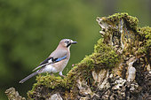 Jay (Garrulus glandarius) on a stump, Iraty forest, Pyrenees, France