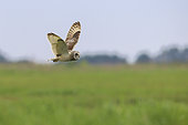 Short-eared owl (Asio flammeus) in flight over the marsh, Marais Poitevin Regional Park, Charente-Maritime, France