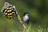 Sardinian Warbler (Curruca melanocephala), male on a pine cone, France
