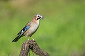 Jay (Garrulus glandarius) on a fallen branch, Iraty forest, Pyrenees, France