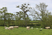 White stork (Ciconia ciconia), colony of 23 white stork nests in the same tree, Vendée, Pays de la Loire, France