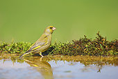 European Greenfinch(Chloris chlori)s on a watering hole to quench their thirst and swim, France