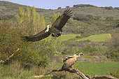 Griffon vulture (Gyps fulvus) in flight, passing over a fellow vulture on a tree trunk on the ground, Spain