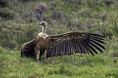 Griffon vulture (Gyps fulvus) on the ground with wings spread, Extremadura, Monfrague, Spain