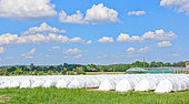 Lily of the valley cultivation under plastic tunnel in Sarthe, France