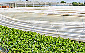 Lily of the valley cultivation under plastic tunnel in Sarthe, France
