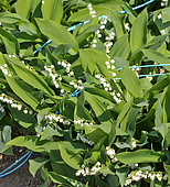 Lily of the valley cultivation under plastic tunnel in Sarthe, France