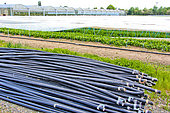 Irrigation for Lily of the Valley under plastic tunnels in Sarthe, France