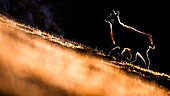 Chamois (Rupicapra rupicapra) walking in the grass on the mountain, Backlighting. Alps, Austria.