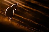 Chamois (Rupicapra rupicapra) standing in the grass on the mountain, Backlighting. Alps, Austria.