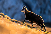 Chamois (Rupicapra rupicapra) walking in the grass on the mountain, Backlighting. Alps, Austria.