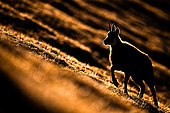 Chamois (Rupicapra rupicapra) walking in the grass on the mountain, Backlighting. Alps, Austria.